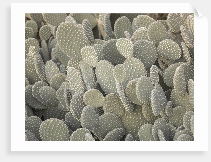 Cactus plant by Assaf Frank